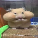 Эмодзи Animal mem