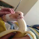 Эмодзи Animal mem