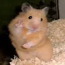 Эмодзи Animal mem