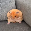 Эмодзи Animal mem