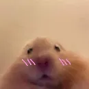 Эмодзи Animal mem