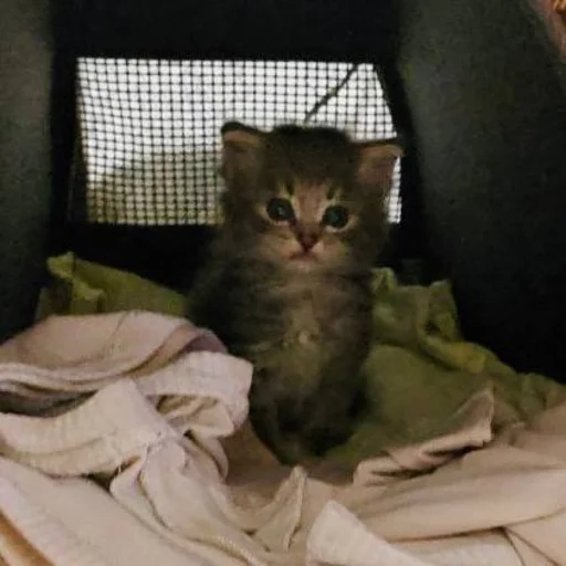 Эмодзи Pibimpab