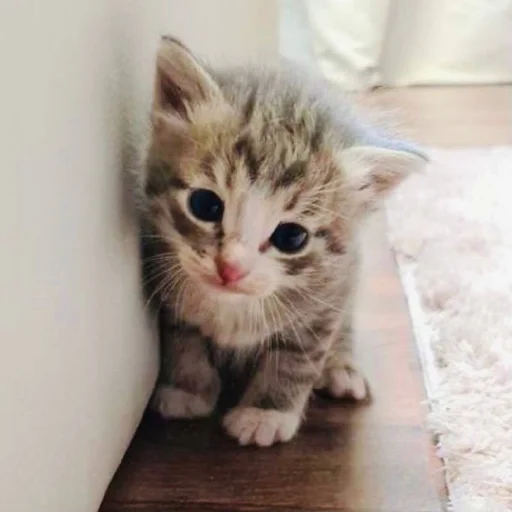 Эмодзи Pibimpab