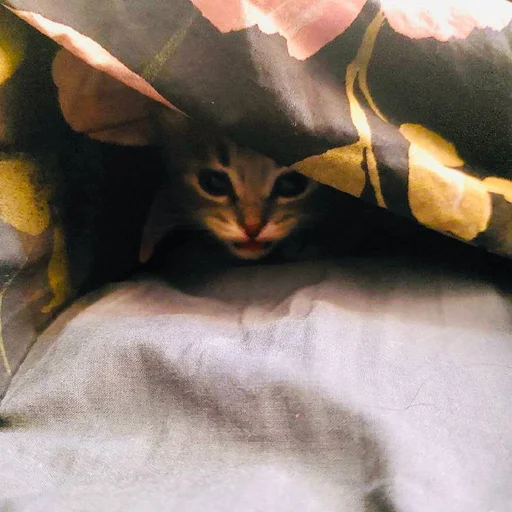 Эмодзи Pibimpab