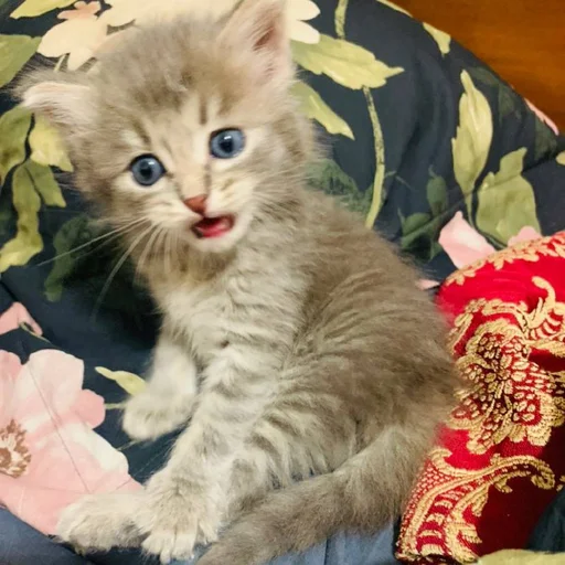 Эмодзи Pibimpab