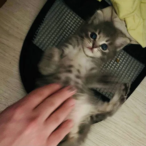 Эмодзи Pibimpab