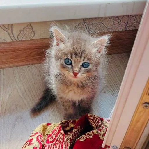 Эмодзи Pibimpab