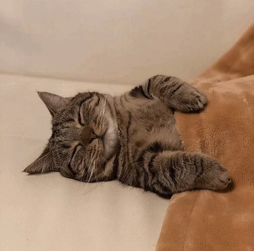 Эмодзи Pishi 2