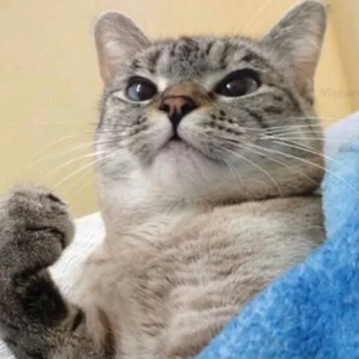 Эмодзи Pishi 2