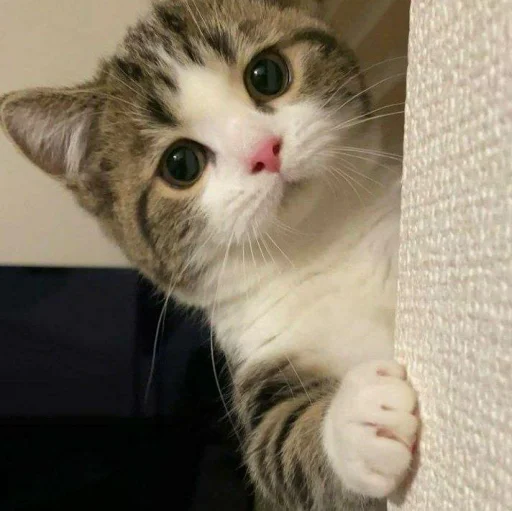 🐈