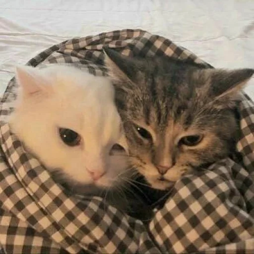 Эмодзи Pishi 3