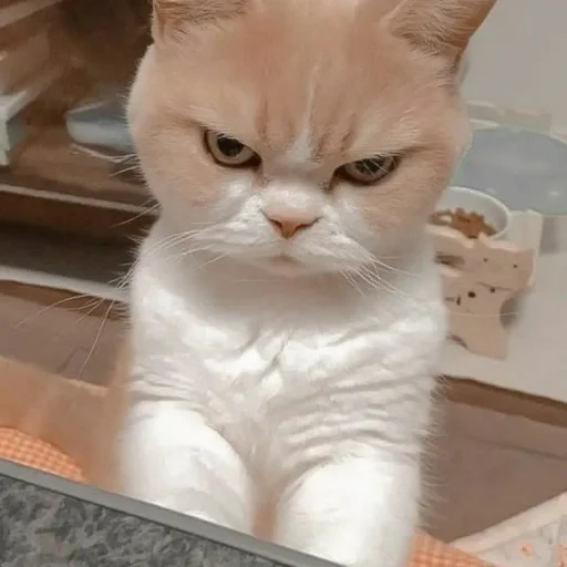 Эмодзи Pishi 3