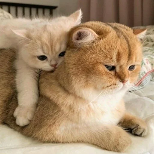 Эмодзи Pishi 3