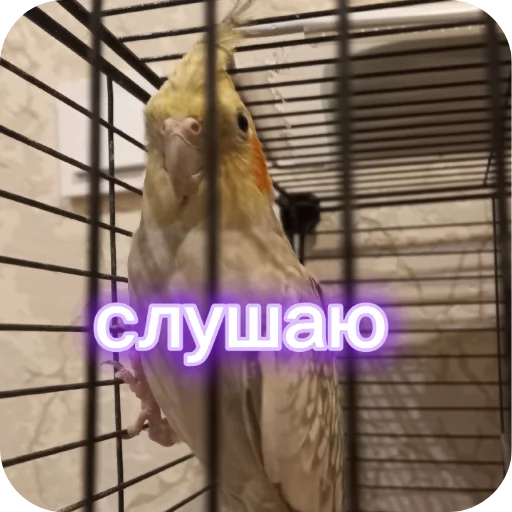 Эмодзи Попугай Кока