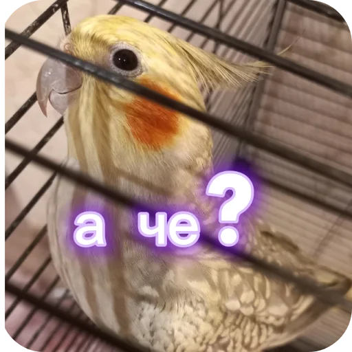 Эмодзи Попугай Кока