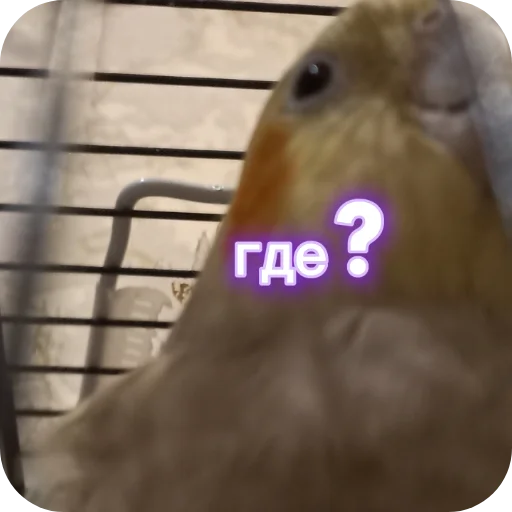 Эмодзи Попугай Кока