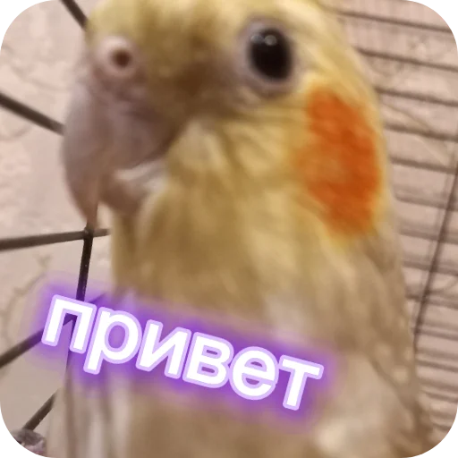 Эмодзи Попугай Кока