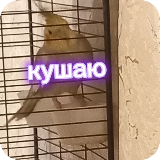 Эмодзи Попугай Кока