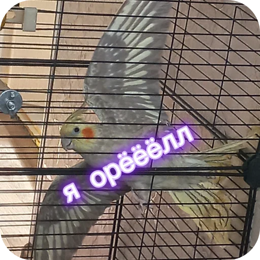 Эмодзи Попугай Кока