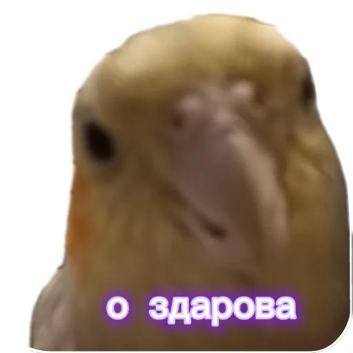 Эмодзи Попугай Кока