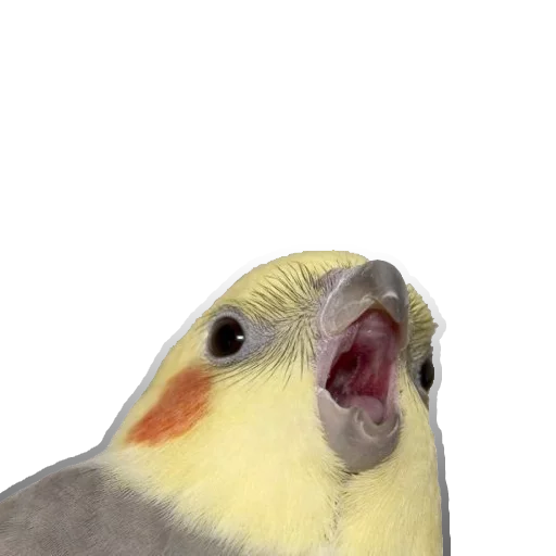 Эмодзи попуги и другие животные