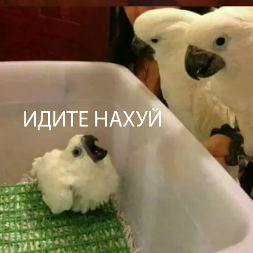 Эмодзи попуги и другие животные