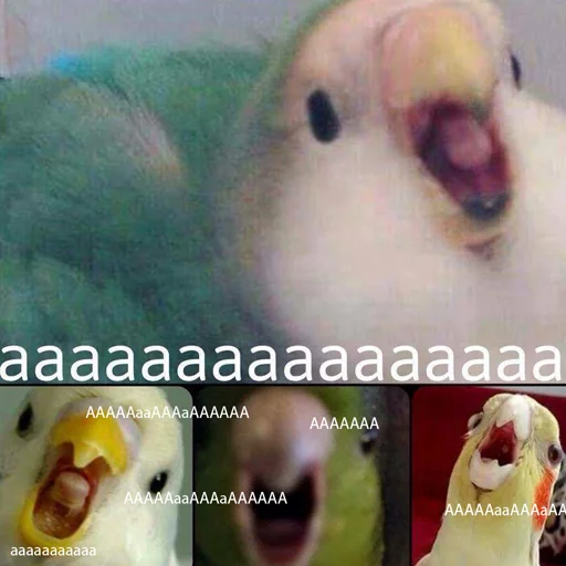 Эмодзи попуги и другие животные