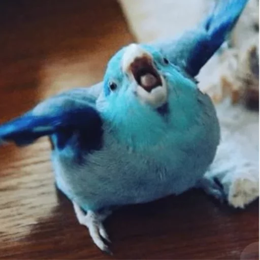 Эмодзи попуги и другие животные