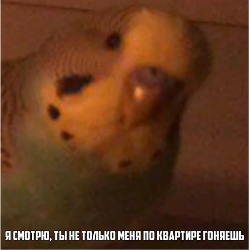 Эмодзи попуги и другие животные