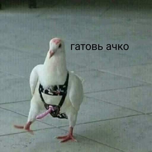 Эмодзи Флекс папуги