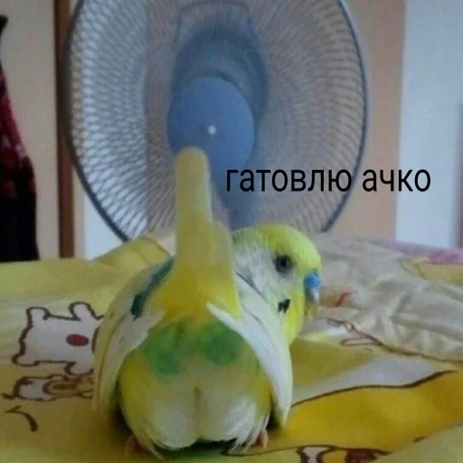 Эмодзи Флекс папуги