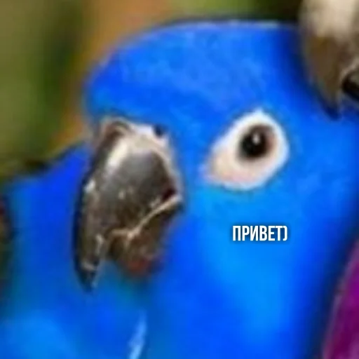 Эмодзи Флекс папуги