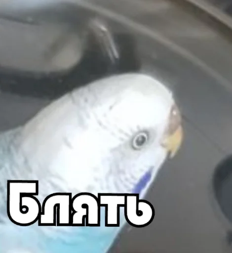 Эмодзи Флекс папуги