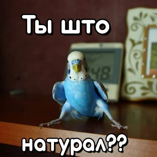 Эмодзи Флекс папуги