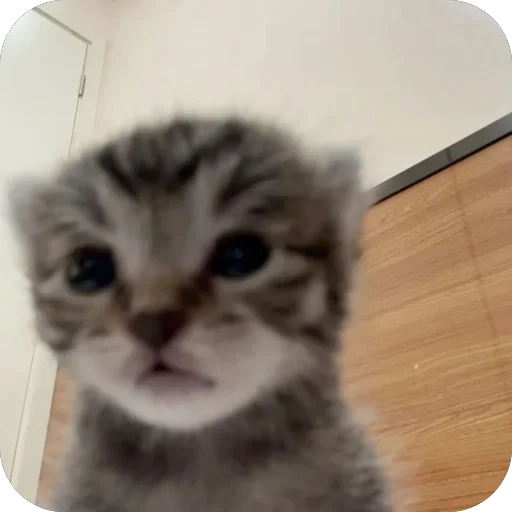 Эмодзи Коты