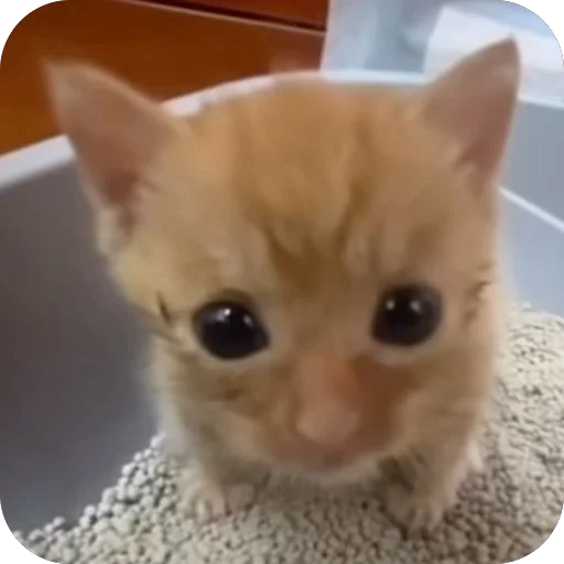 Эмодзи Коты