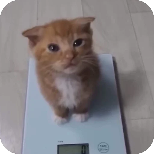 Эмодзи Коты