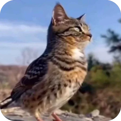 Эмодзи Коты