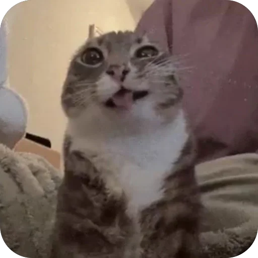 Эмодзи Коты