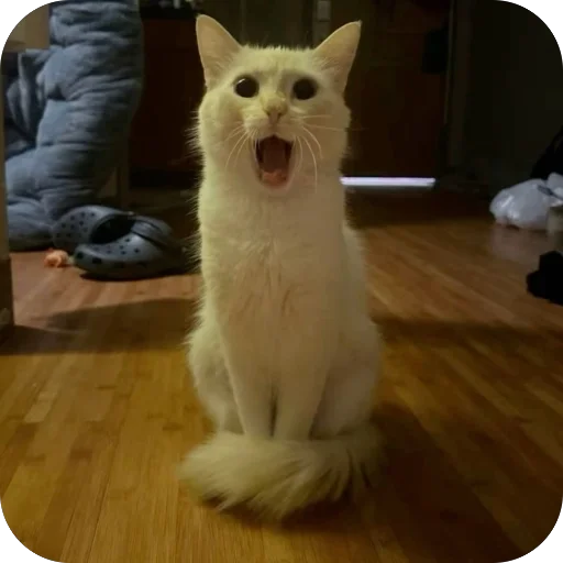 Эмодзи Коты