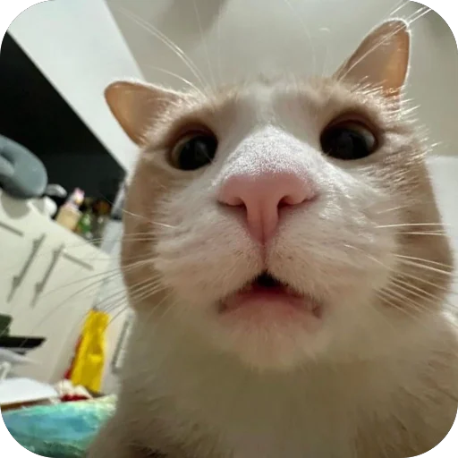 Эмодзи Коты