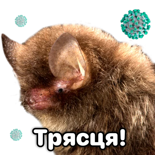Эмодзи Поторочений кажан
