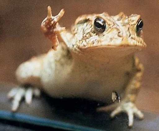 ✌️