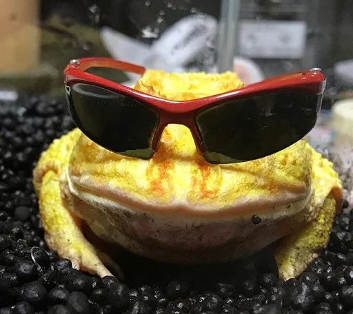 Эмодзи Frogs and toads