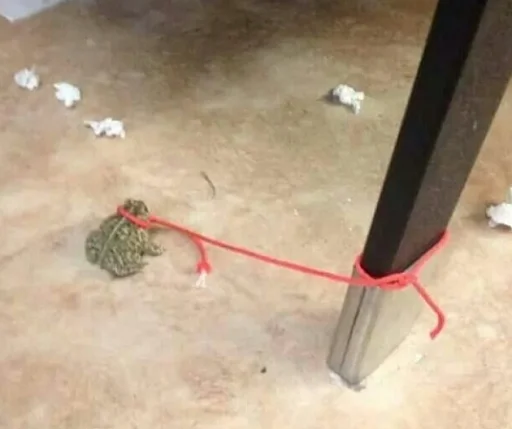 Эмодзи Frogs and toads