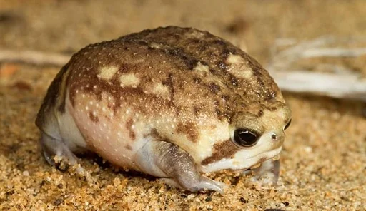 Эмодзи Frogs and toads