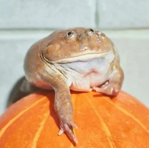 Эмодзи Frogs and toads