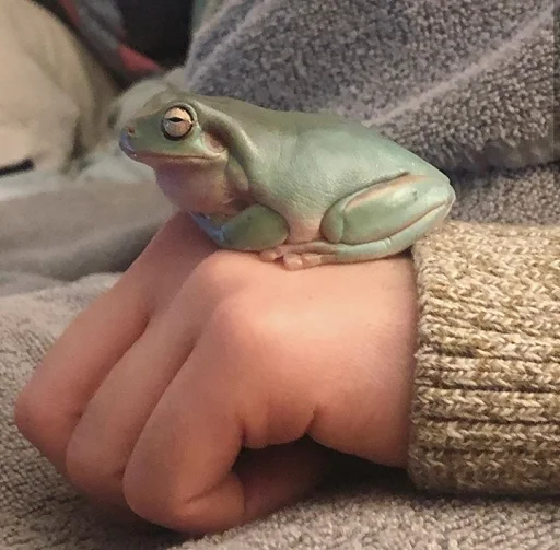 Эмодзи Frogs and toads