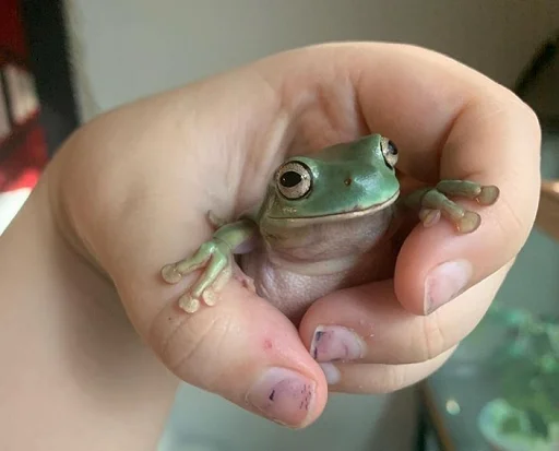 Эмодзи Frogs and toads