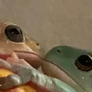 Эмодзи Жабки :ь